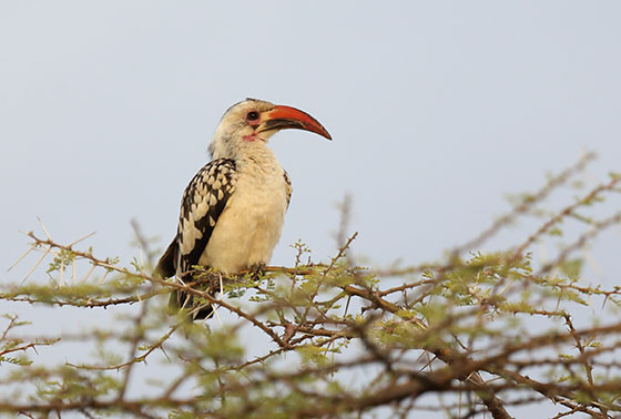 アカハシコサイチョウ